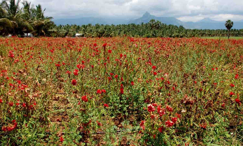கோழிக்கொண்டை பூ சாகுபடியில் விவசாயிகள் ஆர்வம்