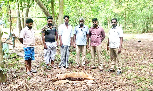 நாய்கள் கடித்ததில் புள்ளிமான் பலி