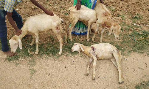 மர்ம விலங்கு கடித்து ஆடு பலி