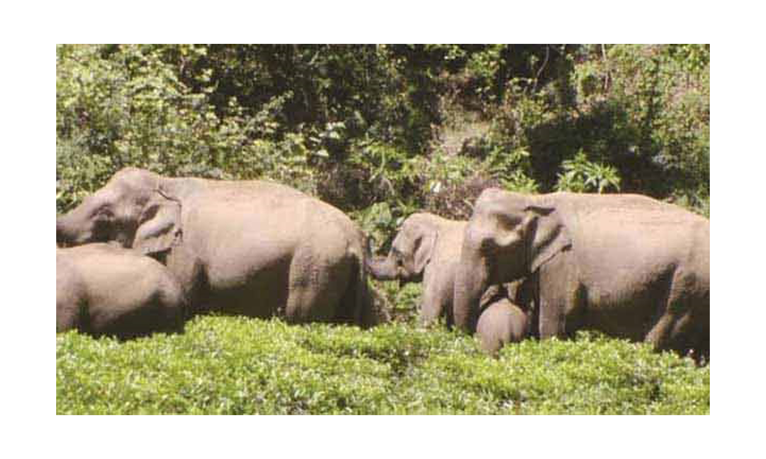 வேப்பனப்பள்ளி வனப்பகுதியில் இருந்து 11 காட்டு யானைகள் விரட்டியடிப்பு வேப்பனப்பள்ளி வனப்பகுதியில் இருந்து 11 காட்டு யானைகள் விரட்டியடிப்பு