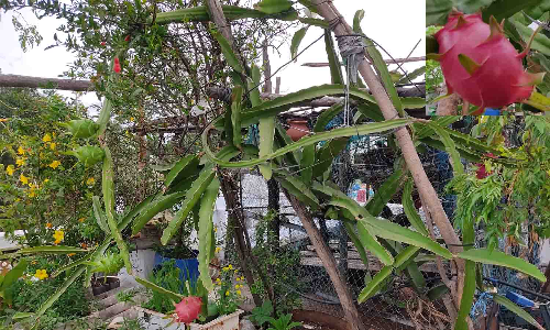 உடுமலையில் டிராகன் பழம் கிலோ ரூ.180க்கு விற்பனை