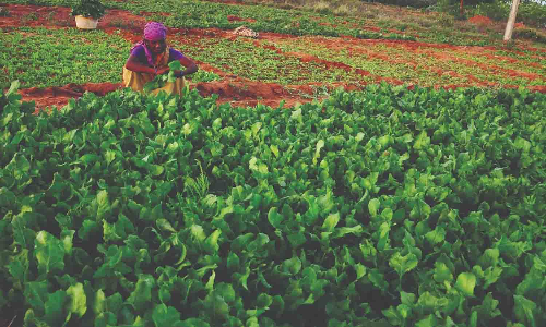 ரசாயன உரம் இல்லாத கிழுவன்காட்டூர் கீரையை ஆர்வமுடன் வாங்கும் பொதுமக்கள்