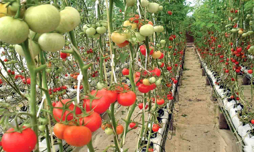 தக்காளிச்செடிகளுக்கு நவீன முறையில் பந்தல் அமைக்கும் திட்டம்