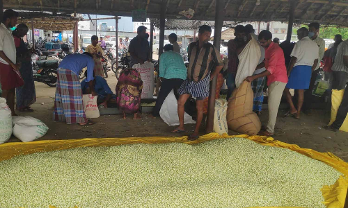 சத்தியமங்கலம் பகுதியில் 500 ஏக்கரில் சாகுபடி- மல்லிகை பூ விலை கடும் வீழ்ச்சி