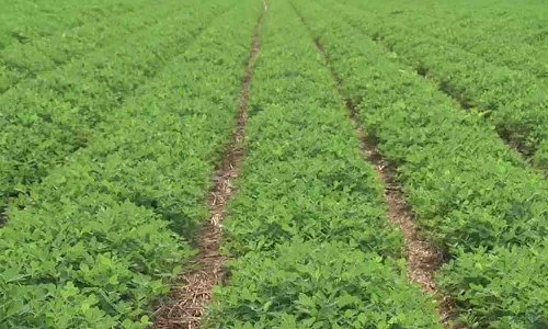 எண்ணெய் வித்து சாகுபடி பரப்பு அதிகரிப்பு - அரசு சிறப்புத்திட்டங்களை செயல்படுத்த விவசாயிகள் வலியுறுத்தல்