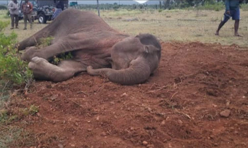 உடல்நலம் பாதித்த பெண் யானை