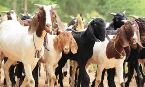 பக்ரீத் பண்டிகை - ஆடுகள் விற்பனை அதிகரிப்பு