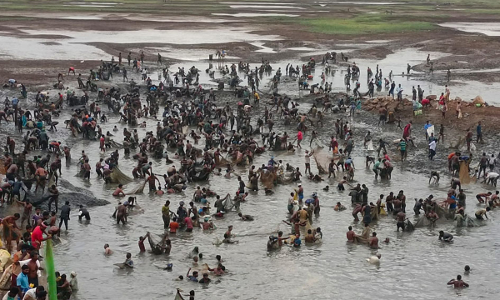 கள்ளக்குறிச்சி அருகே மீன்பிடி திருவிழா: 5000 கிலோ மீன்களை அள்ளி சென்ற கிராம மக்கள்