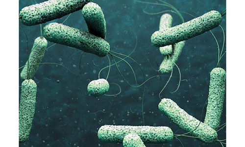 காலரா பரவல் எதிரொலி - மாவட்ட எல்லைகளில் அதிகாரிகள் ஆய்வு