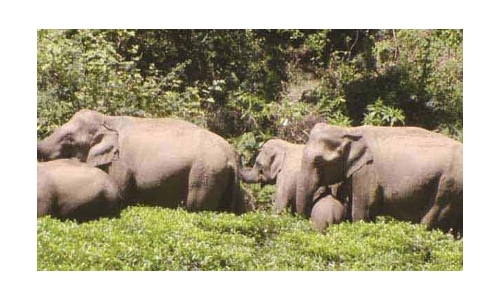 வேப்பனப்பள்ளி வனப்பகுதியில் இருந்து   11 காட்டு யானைகள் விரட்டியடிப்பு