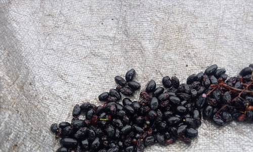 கோத்தகிரியில் மலை நாவல் பழ சீசன் தொடங்கியது