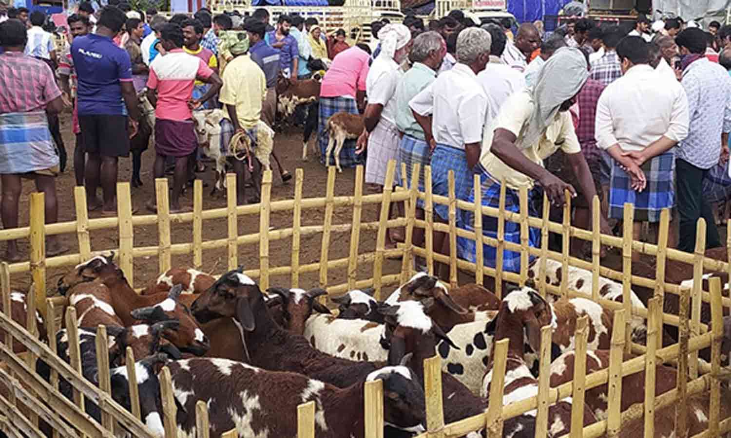 பக்ரீத்தை முன்னிட்டு பாவூர்சத்திரம் சந்தையில் ரூ.2 கோடிக்கு ஆடுகள் விற்பனை பக்ரீத்தை முன்னிட்டு பாவூர்சத்திரம் சந்தையில் ரூ.2 கோடிக்கு ஆடுகள் விற்பனை