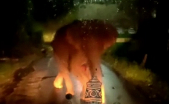 கூடலூர் அருகே சாலையில் சென்ற பஸ்சை வழிமறித்த ஒற்றை காட்டு யானை