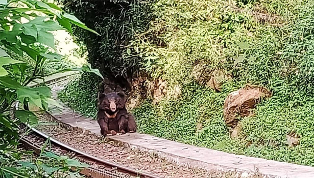 குன்னூர்- மேட்டுப்பாளையம் இடையே ரெயில் பாதையில் அமர்ந்திருந்த கரடி