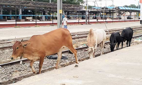 திண்டுக்கல் ரெயில் நிலையத்தில் சுற்றி திரியும் மாடுகளால் ஆபத்து