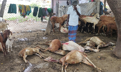 விக்கிரவாண்டியில்  நாய் கடித்து குதறியதில்  10 ஆடுகள் சாவு