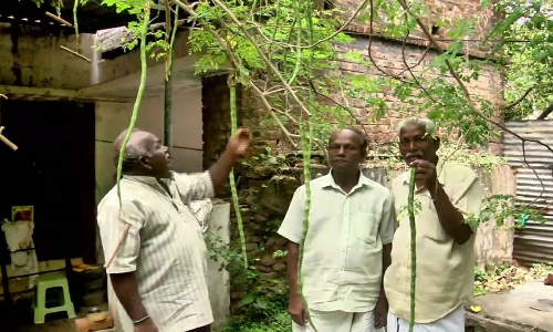 5 அடி நீள முருங்கை காய்கள்