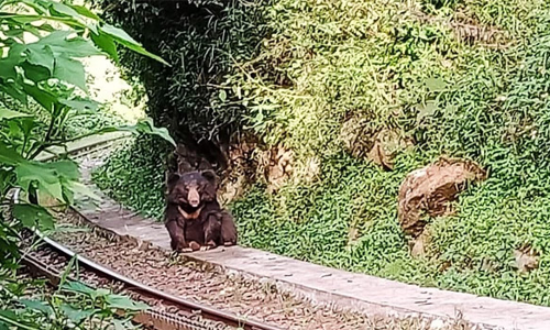 குன்னூர்- மேட்டுப்பாளையம் இடையே ரெயில் பாதையில் அமர்ந்திருந்த கரடி