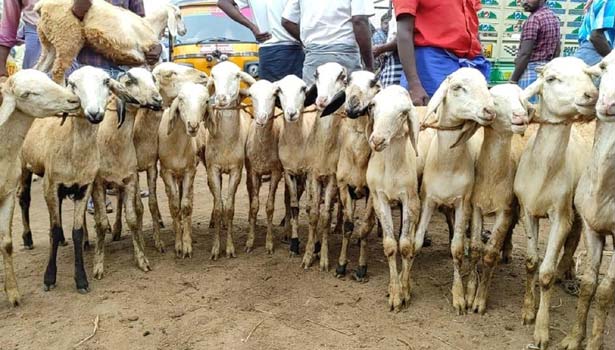 பக்ரீத் பண்டிகை- புஞ்சை புளியம்பட்டி வார சந்தையில் ரூ.50 லட்சத்துக்கு ஆடுகள் விற்பனை பக்ரீத் பண்டிகை- புஞ்சை புளியம்பட்டி வார சந்தையில் ரூ.50 லட்சத்துக்கு ஆடுகள் விற்பனை