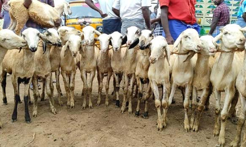 பக்ரீத் பண்டிகை- புஞ்சை புளியம்பட்டி வார சந்தையில் ரூ.50 லட்சத்துக்கு ஆடுகள் விற்பனை