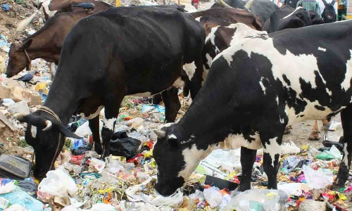 பிளாஸ்டிக் கவர்களுடன் கொட்டப்படும் குப்பைகள் கால்நடைகள் பாதிக்கும் அபாயம்
