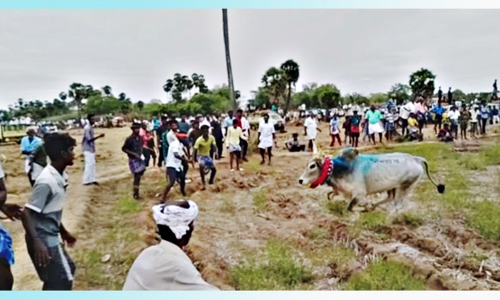 கோவில்  திருவிழாவில் மஞ்சு விரட்டு