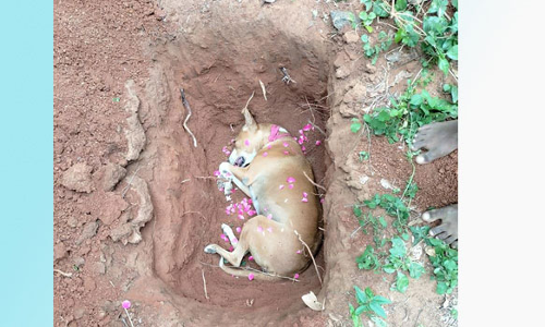 வீட்டிற்குள் சென்ற பாம்பை தடுக்க முயன்று பலியான நாய்