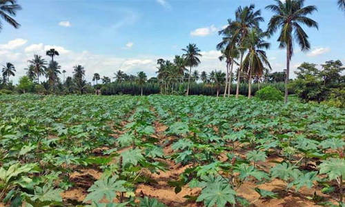 நாமக்கல் வேளாண்மை அறிவியல் நிலையத்தில் ஆமணக்கு விதைகள் இருப்பு அதிகாரி தகவல்
