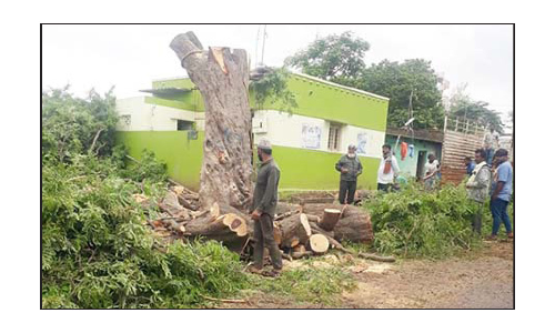 கெலமங்கலத்தில்   சாலையோர மரம் வெட்டி சாய்ப்பு-   இயற்கை ஆர்வலர்கள் அதிர்ச்சி