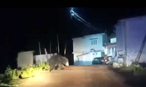 கோத்தகிரி அருகே இரவு நேரத்தில் உலா வரும் கரடியால் பொதுமக்கள் அச்சம்