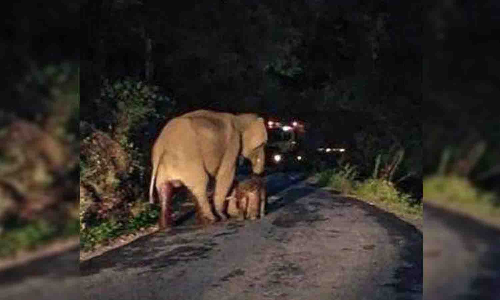 உடுமலை சின்னாறு வழிதடத்தில் நடுரோட்டில் குட்டியை ஈன்ற காட்டு யானை