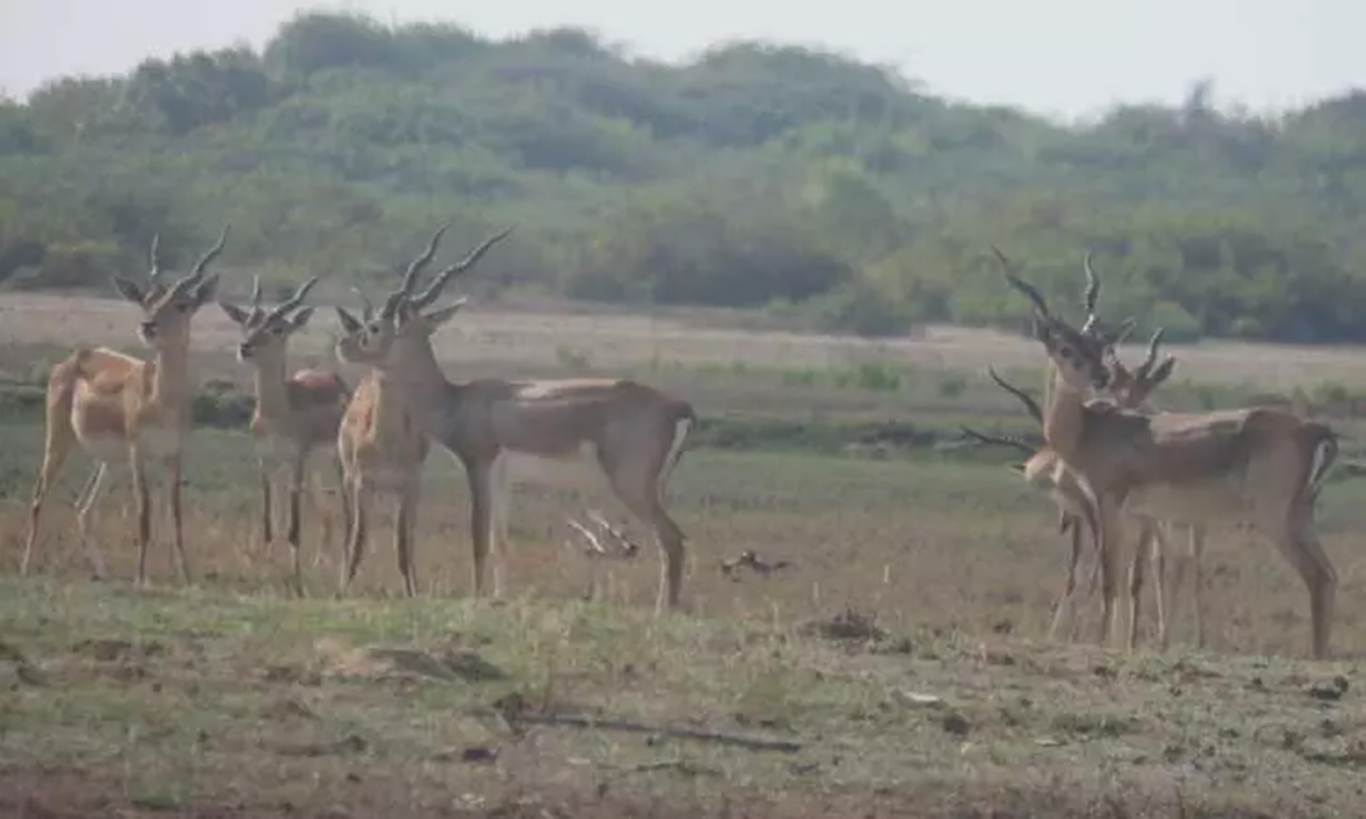 வனவிலங்கு சரணாலயத்தை காண வரும் சுற்றுலா பயணிகளின் கூட்டம் அதிகரிப்பு