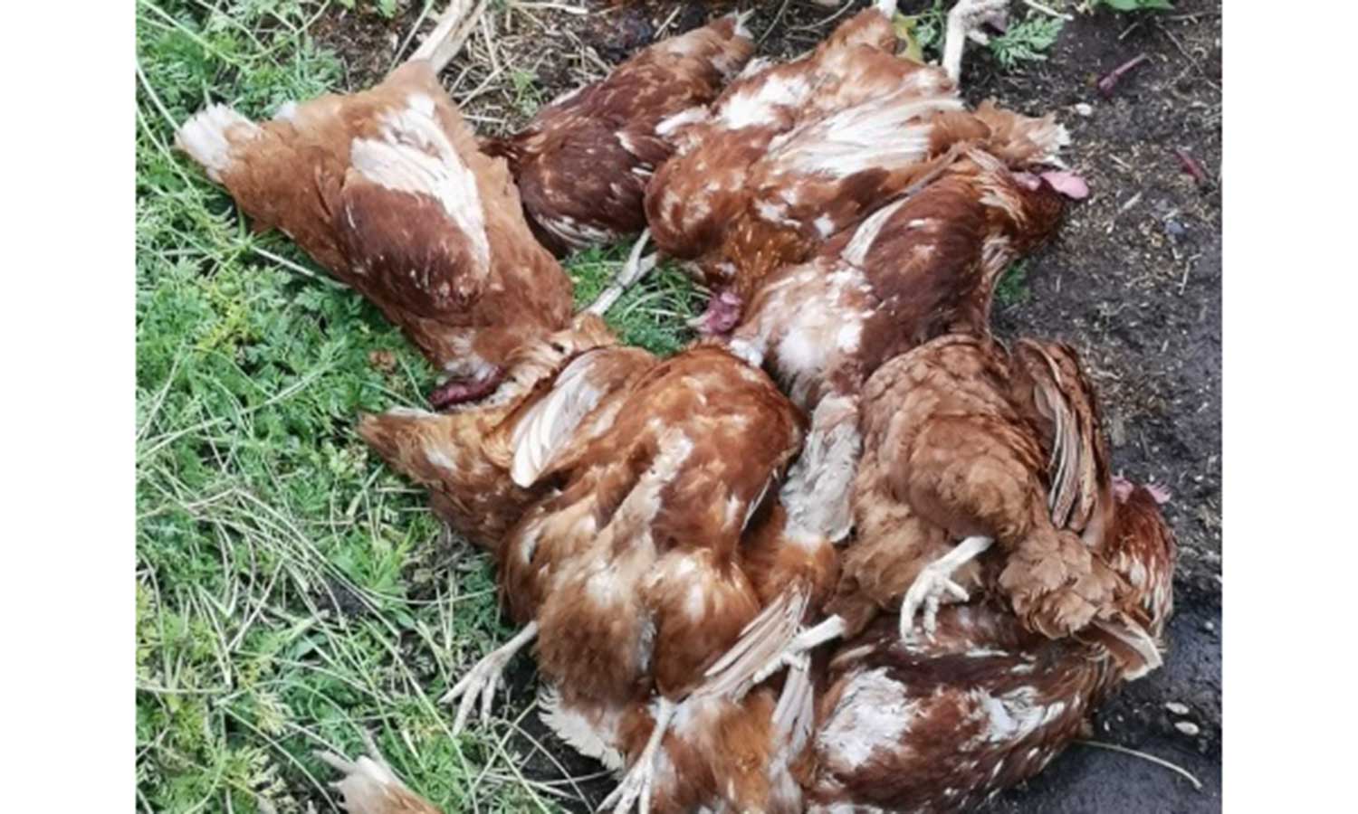 கோழிக்கு விஷம் வைத்து கொன்ற போலீஸ்காரர் கோழிக்கு விஷம் வைத்து கொன்ற போலீஸ்காரர்