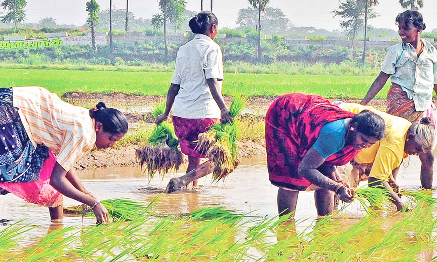 பிரதமரின் விவசாயிகள் வெகுமதி திட்டத்தில் பயன்பெற முடியும் - வேளாண் அலுவலர் தகவல் பிரதமரின் விவசாயிகள் வெகுமதி திட்டத்தில் பயன்பெற முடியும் - வேளாண் அலுவலர் தகவல்