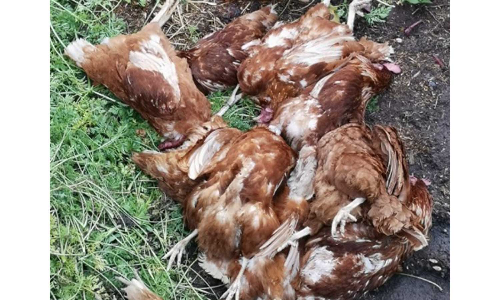 கோழிக்கு விஷம் வைத்து கொன்ற போலீஸ்காரர்