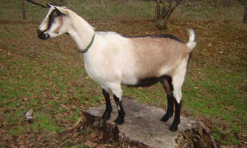 தரமற்ற ஆடுகள் வழங்கப்படுவதாக புகார் - பழைய நடைமுறைப்படி வழங்க பயனாளிகள் வேண்டுகோள்