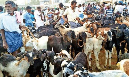 பக்ரீத் பண்டிகையை முன்னிட்டு  குந்தாரப்பள்ளி வார சந்தையில்  ஒரே நாளில் 2½ கோடிக்கு வர்த்தகம்