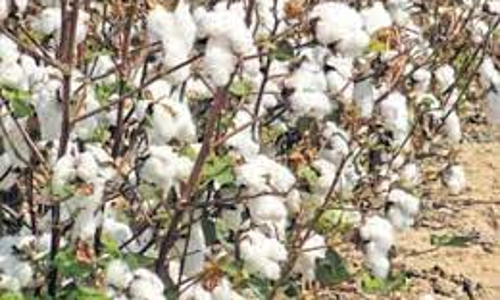 மறைமுக ஏலத்தில் ரூ.1 கோடிக்கு பருத்தி விற்பனை