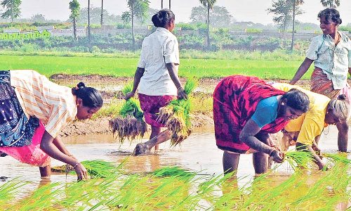பிரதமரின் விவசாயிகள் வெகுமதி திட்டத்தில் பயன்பெற முடியும் - வேளாண் அலுவலர் தகவல்