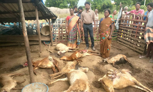 மர்ம விலங்கு கடித்து செம்மறி ஆடுகள் பலி