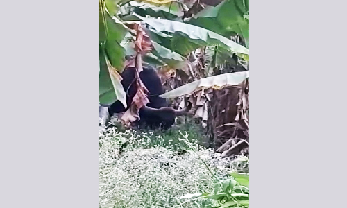 விவசாய நிலங்களில் காட்டெருமைகள் தொல்லை