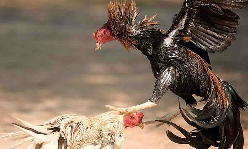 முத்தூரில் சேவல் சண்டையில் ஈடுபட்ட 4 பேர் கைது