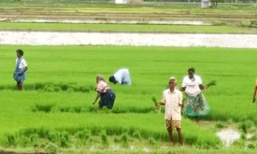 நிலக்கோட்டை பகுதியில் நெல்நடவு பணியில் விவசாயிகள் மும்முரம்