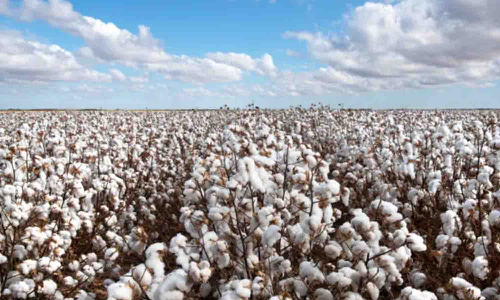 உரிய விலை கிடைப்பதால் பருத்தி சாகுபடிக்கு மாறும் விவசாயிகள்