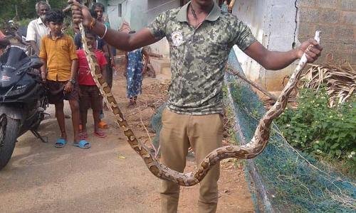 கொட்டாரம் அருகே வலையில் சிக்கிய 10 அடி நீள ராட்சத மலைப்பாம்பு
