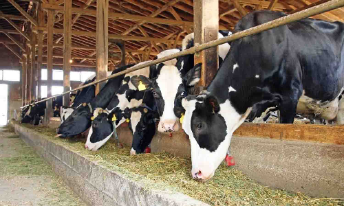 தானியம், தீவனம் அளிக்கும் சோளம் உற்பத்தியை அதிகரிக்க வேண்டும் - விவசாயிகளுக்கு அதிகாரிகள் அறிவுறுத்தல்