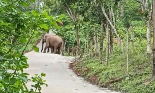 குஞ்சப்பனையில் பலாப்பழத்தை ருசித்த யானைகள்
