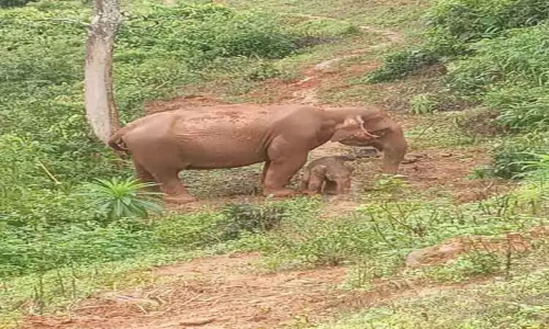 கூடலுார் அருகே தேயிலை தோட்டத்தில் குட்டி ஈன்ற காட்டு யானை