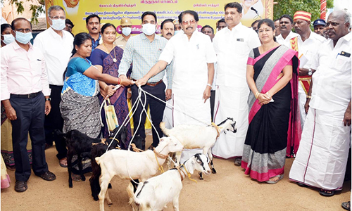 பயனாளிகளுக்கு மானியத்தில் ஆடுகள்