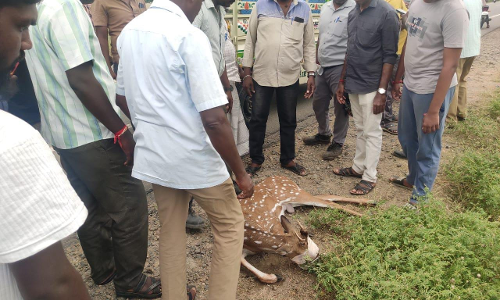 அரியலூரில் அடையாளம் தெரியாத வாகனம் மோதி புள்ளி மான் படுகாயம்